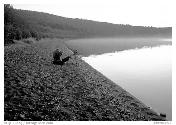 A brown bears plays with a photographer's equipment. Katmai National Park, Alaska, USA.