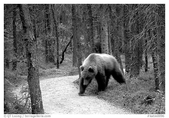 Brown bears encounters on trail are frequent at Brooks camp. Katmai National Park (black and white)