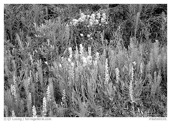 Orchids and Yellow paintbrush. Katmai National Park, Alaska, USA.