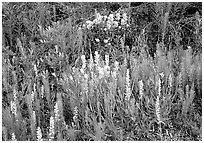 Orchids and Yellow paintbrush. Katmai National Park, Alaska, USA. (black and white)