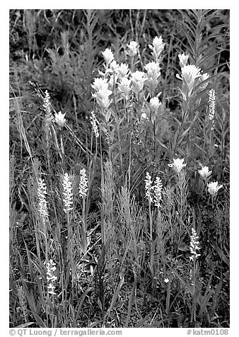 Yellow paintbrush and orchid flowers. Katmai National Park (black and white)