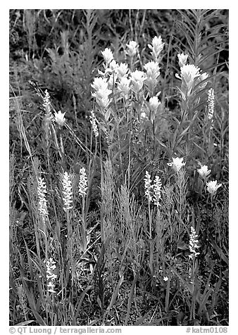 Yellow paintbrush and orchid flowers. Katmai National Park, Alaska, USA.