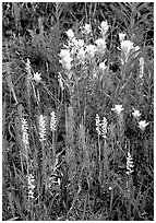 Yellow paintbrush and orchid flowers. Katmai National Park, Alaska, USA. (black and white)