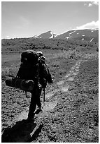 Backpacker follow bear tracks, Valley of Ten Thousand smokes. Katmai National Park, Alaska (black and white)