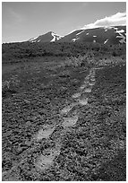 Big bear tracks in the ash, Valley of Ten Thousand smokes. Katmai National Park, Alaska, USA. (black and white)