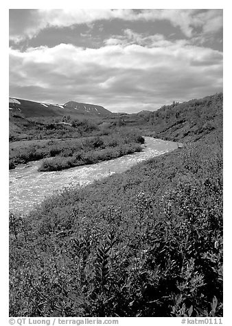 Lupine and Lethe river on the edge of the Valley of Ten Thousand smokes. Katmai National Park (black and white)