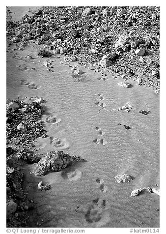 Close-up of animal tracks in fine ash, Valley of Ten Thousand smokes. Katmai National Park, Alaska, USA.