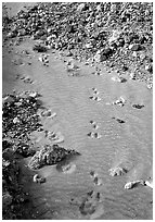 Close-up of animal tracks in fine ash, Valley of Ten Thousand smokes. Katmai National Park ( black and white)