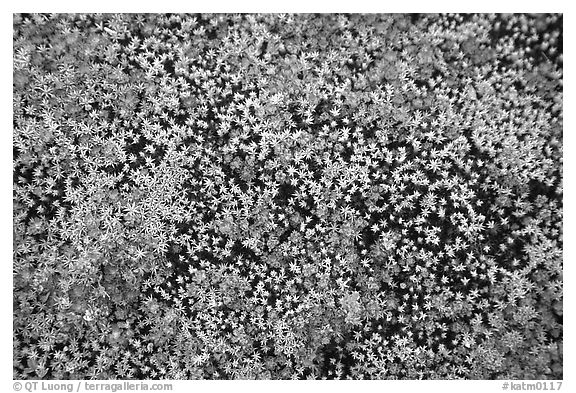 Close-up of tiny plants in the Valley of Ten Thousand smokes. Katmai National Park (black and white)