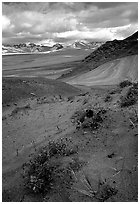 Wildflowers grow on ash at the limit of the Valley of Ten Thousand smokes. Katmai National Park, Alaska, USA. (black and white)