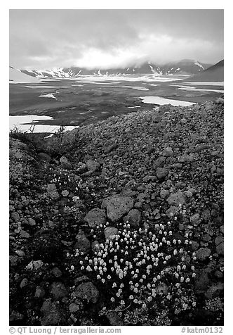 Pumice and wildflowers, Valley of Ten Thousand smokes. Katmai National Park (black and white)