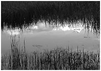 Reflections in pond near Brooks camp. Katmai National Park, Alaska, USA. (black and white)