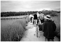 Group heading towards Brooks falls. Katmai National Park ( black and white)