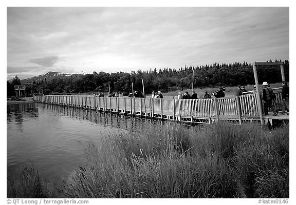 Crossing a bridge on the way to Brooks falls. Katmai National Park (black and white)