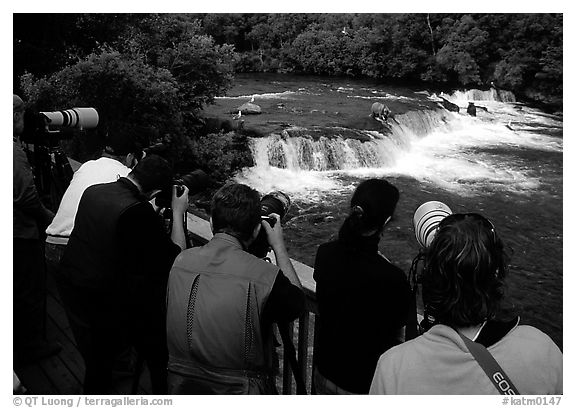 Bear viewing. Katmai National Park, Alaska, USA.