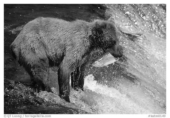 Brown bear holding in mounth  salmon at Brooks falls. Katmai National Park, Alaska, USA.