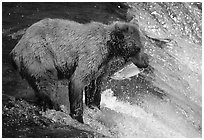 Brown bear holding in mounth  salmon at Brooks falls. Katmai National Park ( black and white)