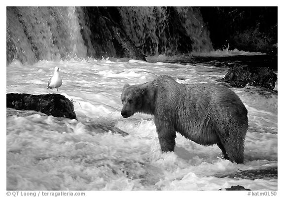 Brown bear and bird at the base of Brooks falls. Katmai National Park (black and white)