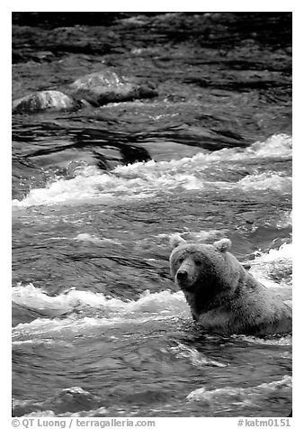 Alaskan Brown bear (Ursus arctos) fishing for salmon at Brooks falls. Katmai National Park, Alaska, USA.