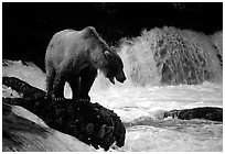 Brown bear standing on rock at Brooks falls. Katmai National Park, Alaska, USA. (black and white)