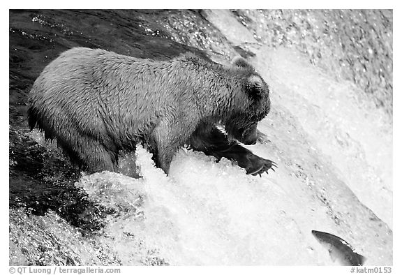 Brown bear extending leg to catch jumping salmon at Brooks falls. Katmai National Park (black and white)