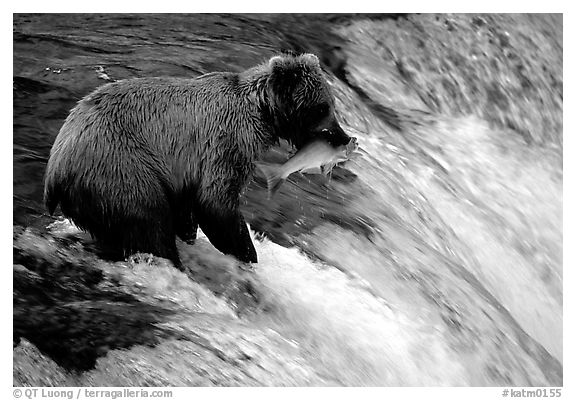 Alaskan Brown bear with catch  at Brooks falls. Katmai National Park (black and white)