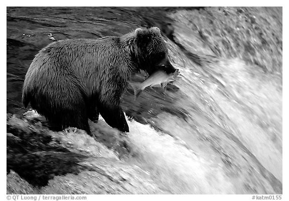 Alaskan Brown bear with catch  at Brooks falls. Katmai National Park, Alaska, USA.