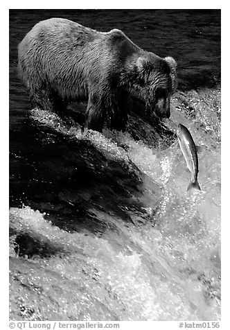 Brown bear (Ursus arctos) and leaping salmon at Brooks falls. Katmai National Park (black and white)
