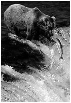Brown bear (Ursus arctos) and leaping salmon at Brooks falls. Katmai National Park ( black and white)