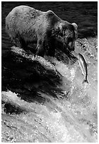 Brown bear (Ursus arctos) and leaping salmon at Brooks falls. Katmai National Park, Alaska, USA. (black and white)