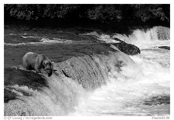 Overview of Brooks falls. Katmai National Park (black and white)