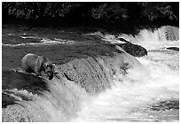 Overview of Brooks falls. Katmai National Park, Alaska, USA. (black and white)