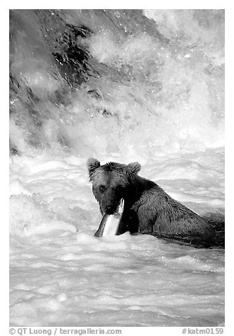 Alaskan Brown bear (scientific name: ursus arctos) chewing salmon at the base of Brooks falls. Katmai National Park (black and white)