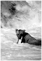 Alaskan Brown bear (scientific name: ursus arctos) chewing salmon at the base of Brooks falls. Katmai National Park, Alaska, USA. (black and white)