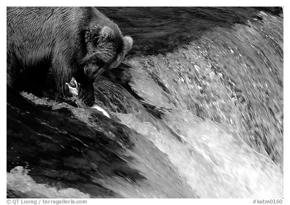 Brown bear (Ursus arctos) holding salmon with leg at Brooks falls. Katmai National Park, Alaska, USA.