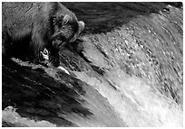 Brown bear (Ursus arctos) holding salmon with leg at Brooks falls. Katmai National Park, Alaska, USA. (black and white)