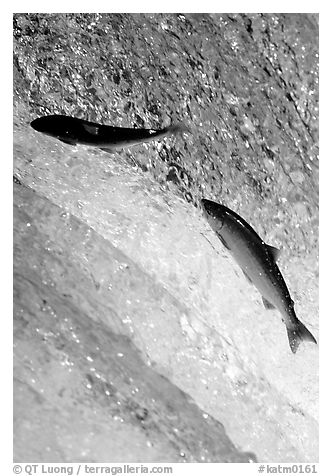 Leaping salmon at Brooks falls. Katmai National Park (black and white)