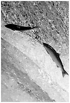 Leaping salmon at Brooks falls. Katmai National Park, Alaska, USA. (black and white)