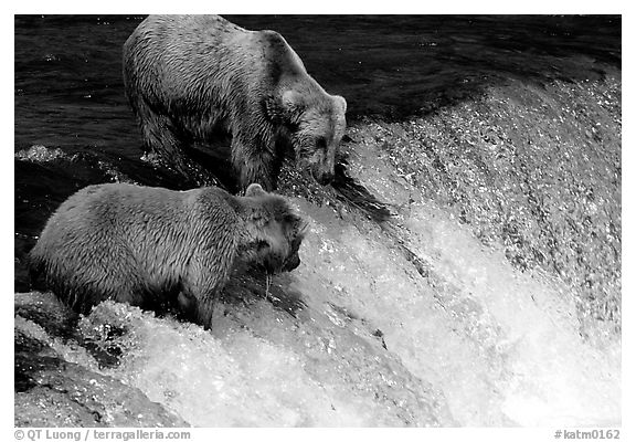 Two Brown bears trying to catch leaping salmon at Brooks falls. Katmai National Park, Alaska, USA.