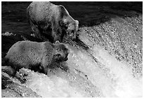 Two Brown bears trying to catch leaping salmon at Brooks falls. Katmai National Park ( black and white)