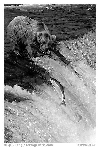 Brown bear watching a salmon jumping out of catching range at Brooks falls. Katmai National Park (black and white)