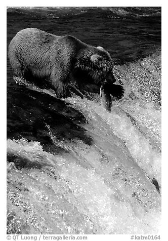 Alaskan Brown bear with caught salmon at Brooks falls. Katmai National Park, Alaska, USA.