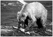 Brown bear (scientific name: ursus arctos) eating salmon at Brooks falls. Katmai National Park ( black and white)