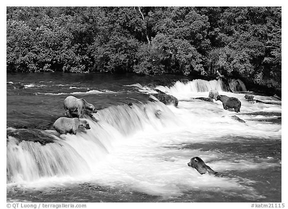 Brown bears gathering at Brooks Falls. Katmai National Park (black and white)
