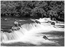 Brown bears gathering at Brooks Falls. Katmai National Park, Alaska, USA. (black and white)