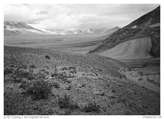 Wildflowers growing on foothills bordering the Valley of Ten Thousand smokes. Katmai National Park (black and white)