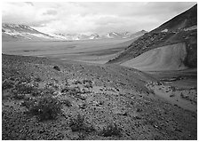 Wildflowers growing on foothills bordering the Valley of Ten Thousand smokes. Katmai National Park, Alaska, USA. (black and white)