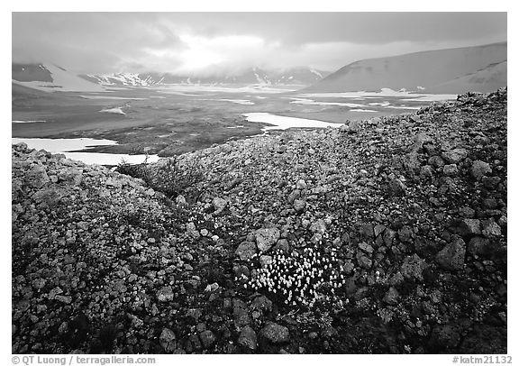 Wildflowers, pumice, and distant peaks in storm, Valley of Ten Thousand smokes. Katmai National Park, Alaska, USA.