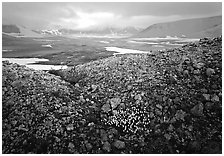 Wildflowers, pumice, and distant peaks in storm, Valley of Ten Thousand smokes. Katmai National Park ( black and white)