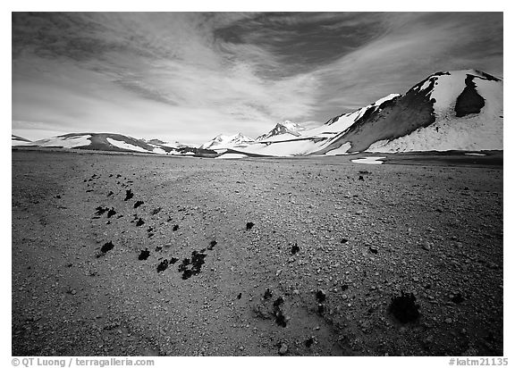 Rare plants growing out of the ash of Valley of Ten Thousand smokes. Katmai National Park (black and white)
